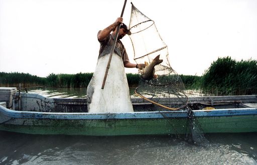 -ZU OTS045- Das Schilflabyrinth des Neusiedler Sees ist die Heimat
einer vielfältigen Pflanzen und Tierwelt.Der Berufsfischer Helmut
Schwarz kann an guten Tagen bis zu 15 Kilogramm Aale,Hechte, und
Karpfen mit seinen Reusen herausholen.OTS-BILD:Jeller