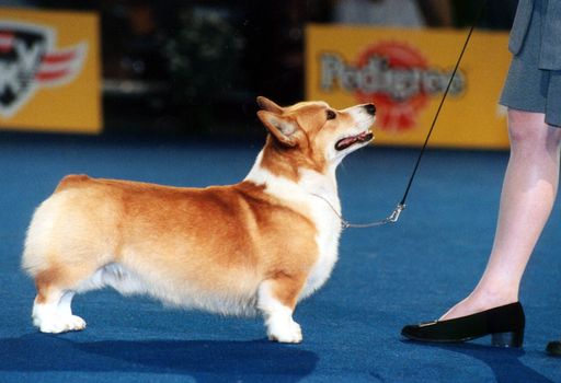ZU OTS 042 - Ein Bild von eine Welsh Corgie Pembroke ist "Haywire`s
only you" aus Finnland.  Er qualifizierte sich am Freitag (14.5.) für
das Finale der Euro Dog 99 in Tulln, in dem der "schönste Hund
Europas " gekürt wird. Die Entscheidung über den schönsten Hund fällt
am morgigen Sonntag (16.5.).     APA-Photo: OTS/Euro Dog
