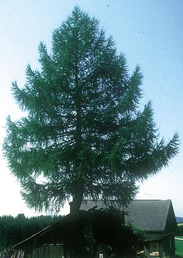 Bild zu OTS - Die Lärche - der Hausbaum unserer Alpen: Baum des
Jahres 2002 - Lärchenwälder sind Teil der Schutzwaldstrategie