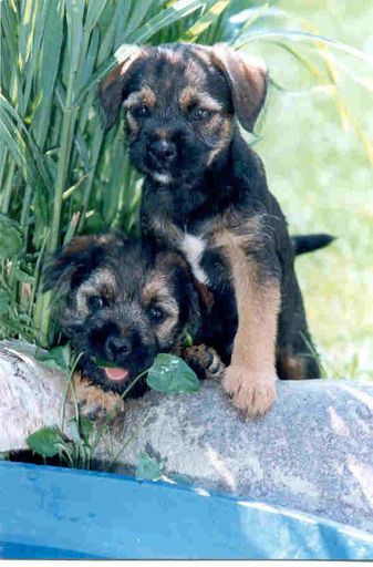 Ein internationales Richterkollegium aus 10 Nationen
ist gefordert, vom Kleinsten bis zum Größten, die vitalsten und
schönsten Hunde zu wählen.