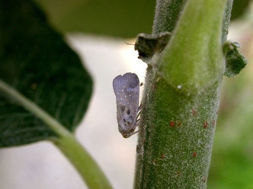 Vorschau Bild von Erwachsene Schmetterlingszikaden der Art Metcalfa
pruinosa (natürliche Größe etwa 8 mm) sitzen zumeist an den Stämmen
jüngerer Zweige. Ihre Flügelenden erscheinen gerade abgestutzt, die
Grundfarbe ist grau mit weißen Wachsflöckchen.
