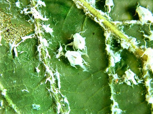 Die Larven der Schmetterlingszikade Metcalfa pruinosa
leben an Zweigen und Blattunterseiten zahlreicher verholzter
Pflanzen und sondern große Mengen weißer Wachswolle ab. Dadurch
können sie gut erkannt werden.