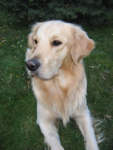 APA-DeFacto sponsert den Verein Partner-Hunde
Österreich: Golden Retriever sind besonders gut als Partnerhunde
geeignet