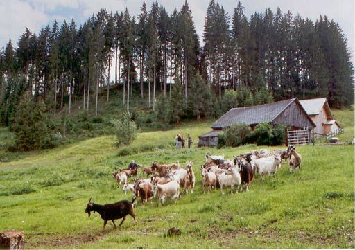 268 Tiere hat der Österreichische Tierschutzverein
aus dem Safaripark Gänserndorf herausgekauft. Schafe, Ziegen, Esel,
Ponys und Haflinger werden auf einem eigens dafür adaptierten Hof
untergebracht und verbringen in herrlicher Gebirgslandschaft den
Sommer.