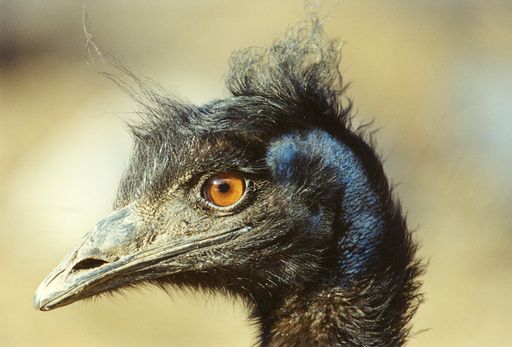 Emus im Tierpark Herberstein