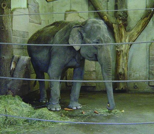 Mitarbeiter des Österreichischen Tierschutzvereins
hielten am 2. Juli 2004 Nachschau im Zoo Walding (Oberösterreich,
nahe Linz). Dabei musste festgestellt werden, dass die 38-jährige
Elfantenkuh Mary psychisch und physisch krank ist.