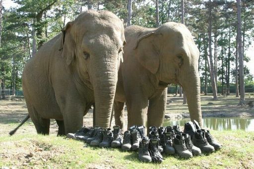 Auch die Elefanten können es nicht fassen, dass ihre
Pfleger die Schuhe abgeben mussten.