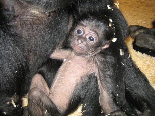  Baby Terkina fühlt sich wohl in den Armen von Mama
Yala!