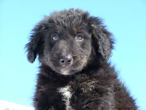 Zwei "Italiener" warten noch auf liebevolle
Hundefreunde. Infos beim Österreichischen Tierschutzverein, Tel.
0662/843255.