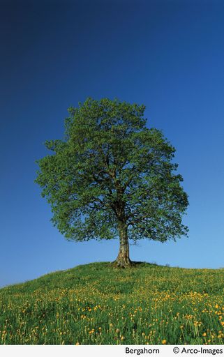 Das Kuratorium Wald und das Bundesministerium für
Land-und Forstwirtschaft, Umwelt und Wasserwirtschaft präsentieren
den Baum des Jahres 2005, den Ahorn (Acer pseudoplatanus).
Bergahorn, Allgaeu, Bayern, Deutschland