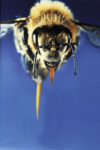 So wie jedes Jahr haben in den Sommermonaten auch
Bienen und Wespen wieder Hochsaison und das ist für
Insektengiftallergiker sehr gefährlich.
