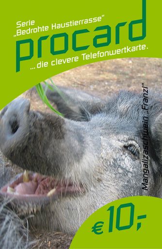  Ein Gustostück für Sammler: Mangalitzaschwein Franzl