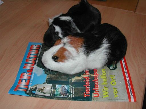 "Bonnie & Bianca" informieren sich über die
umfangreichen Tätigkeiten des Österreichischen Tierschutzvereins.
