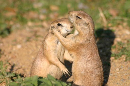 Die Präriehunde werden in Kürze ihren Winterschlaf
antreten, bis Sonntag laufen sie noch eifrig durch das Gelände des
Tierparks Herberstein.