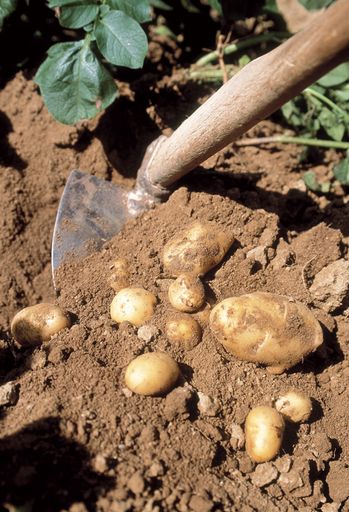 Mit fixen Abnahmepreisen und einer kundenorientierten
Verkaufsstrategie unterstützen MERKUR und QUALITY FIRST die
Weinviertler Landwirte. Im Bild: Kartoffelernte