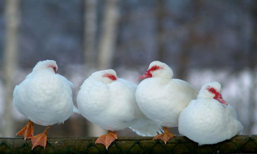 Für die Enten wird es in nächster Zeit keine
Gelegenheit geben, um die ersten warmen Sonnenstrahlen im Tierpark
Herberstein zu genießen. Sie werden sicherheitshalber im Stall
bleiben.