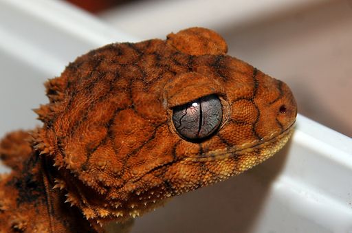 Nephrurus amyae - Knopfschwanzgecko - einer der
seltensten Geckos der Welt wird von Züchtern auf der EXOTICA
angeboten