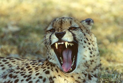  Bei ihrer Ankunft im Tierpark Herberstein geben sich
die Geparde noch etwas scheu, doch schon bald werden sie durch ihre
neue Anlage jagen