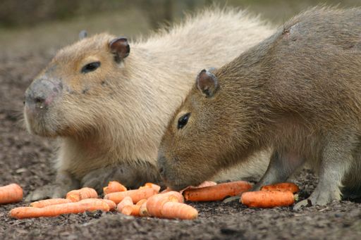 Das Capybara-Pärchen Samy und Sue ist die neue
Attraktion im Tierpark Herberstein! Die größten Nagetiere der Welt
sind täglich von 9 bis 17 Uhr zu sehen!