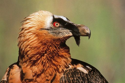  Der Bartgeier ist der größte Vogel der Alpen, der nun auch wieder frei fliegen wird.