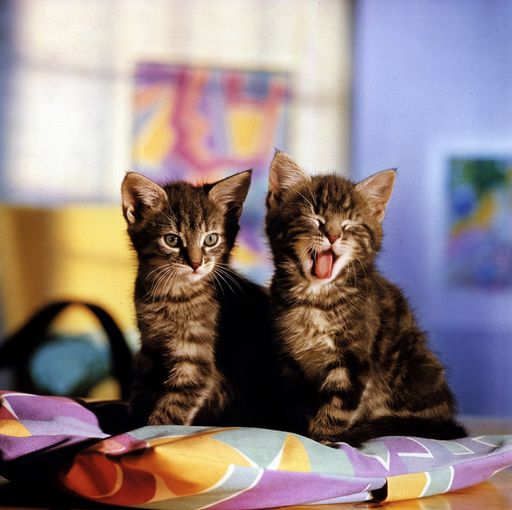 Katzen sind selbstständige und eigenwillige Wesen, die eine starke Beziehung zu "ihren" Menschen haben. Katzen sind direkt, sie "sagen" unmissverständlich, was sie wollen. Katzen sind kratzbürstig und wild, auf der anderen Seite verschmust und dankbar für Zuwendung und Zärtlichkeit.Katzen passen sich dem Lebensrhythmus ihrer Menschen perfekt an - kein Wunder, dass Katzen Österreichs beliebteste Haustiere sind.