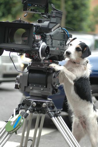Vorschau Bild von Hauptdartsteller, Hund Ben, filmt gerne selbst.