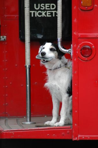  Hauptdartsteller Hund Ben fährt mit dem Doppeldeckerbus davon.