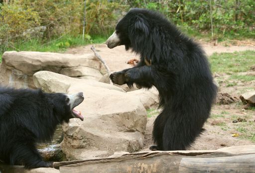 Zwei junge Lippenbären werden im nächsten Jahr im oststeirischen Tierpark Herberstein zu sehen sein.