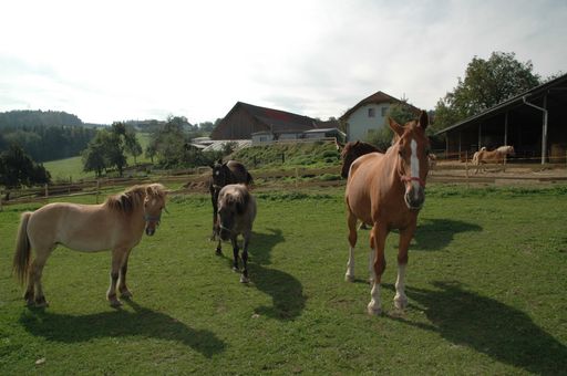 Bereits 16 gerettete Pferde bevölkern den neuen ANIMAL SPIRIT-Gnadenhof in Esternberg