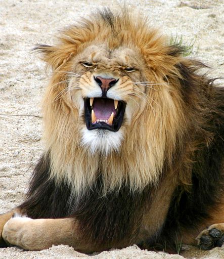  Vom Winterschlaf hält Simba, der König der Tiere im Tierpark Herberstein, gar nichts. Der Berberlöwe schläft ohnehin täglich mindestens 18 Stunden.