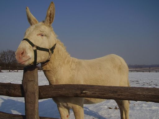 Vorschau Bild von Esel "Jaques" im Gehege