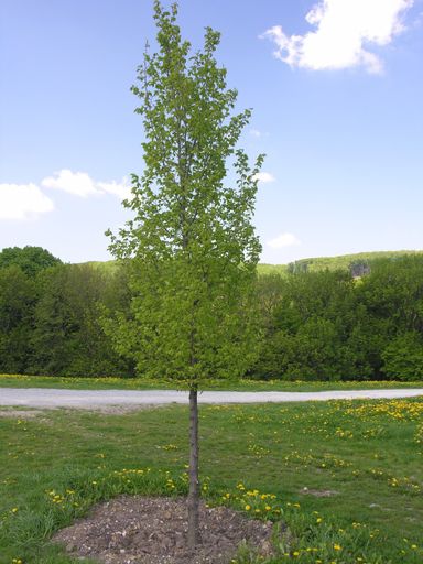 21. März ist der Internationale Tag des Waldes. Im Bild: Hainbuche