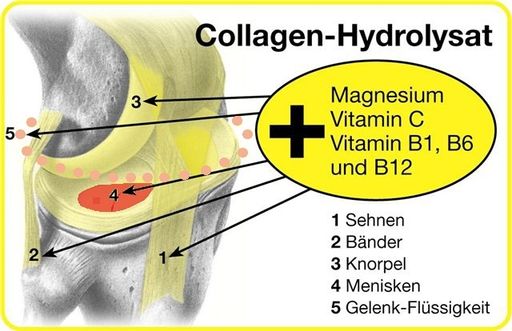 Vorschau Bild von Gelenkdarstellung - Collagen-Hydrolysat-Wirkung