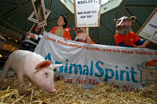  Animal Spirit demonstriert mit zwei Bio-Ferkeln im Tierschutzministerium