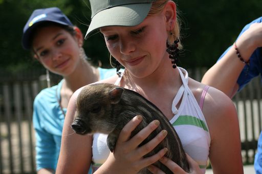 Die Minischweine Jamie und Josie sind die neuen Lieblinge im Streichelzoo der Tierwelt Herberstein!