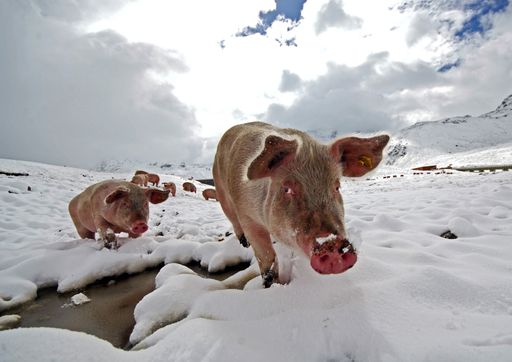 Vorschau Bild von Pressefotopreis Objektiv 07. Siegerbild Kategorie Feature/Themen-Illustrationen: "Schweinekalt" von Dietmar Stiplovsek.