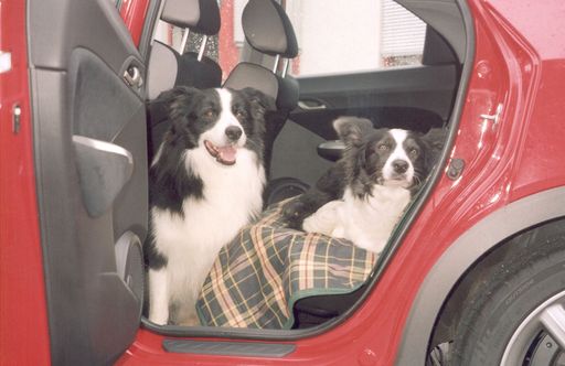 Zwei Border Collies im gut gelüfteten Auto