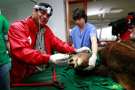 Tierarzt Dr. Amir Khalil, der das Projekt seit dem Beginn im Jahr 1999 leitet, durchtrennte beim ersten Veterinär-Check nach der Ankunft in Belitsa die Nasenringe der Bären.