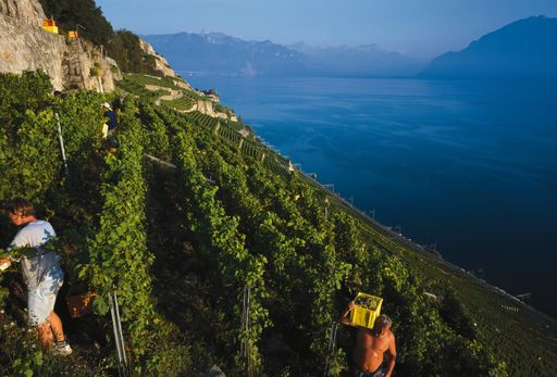 Das im neuseeländischen Christchurch versammelte UNESCO-Komitee entschied über die Kandidatur des Lavaux und erkannte den ausserordentlichen, universellen Wert dieser Region an, die somit in die Welterbeliste aufgenommen wird.