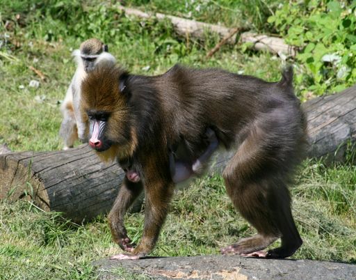 Festgeklammert an Affenmamas Bauch, unternimmt Österreichs erstes Mandrillbaby Ausflüge im Gehege der Tierwelt Herberstein.