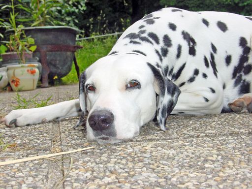 Vorschau Bild von Was Hundebesitzer immer schon wussten, ist nun auch wissenschaftlich bewiesen: Hunde sind klüger als wir denken. Sie unterscheiden zwischen dem Ziel einer Handlung und der Handlung an sich. Fotoverwendung honorarfrei im Zusammenhang einer Berichterstattung mit dieser Meldung.