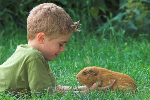 Am Welttierschutztag den Heimtieren eine Freude machen: Verein "Tierschutz macht Schule" gibt Kindern und Eltern Tipps.
