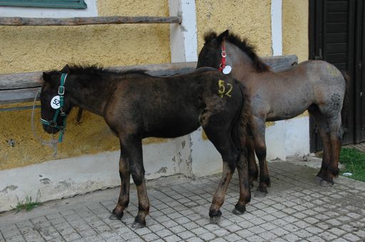 ANIMAL SPIRIT rettet heuer wieder Dutzende "Schlacht"-Fohlen