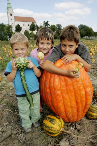 Vorschau Bild von It's Kürbistime heißt es vom 26. bis 28. Oktober in Unterretzbach, wo Tausende beleuchtete Kürbisse und lustige Kürbisfiguren zum traditionellen Kürbisfest im Retzer Land einladen