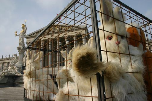 Tierschützer protestieren vor dem Parlament für ein Käfighalteverbot
