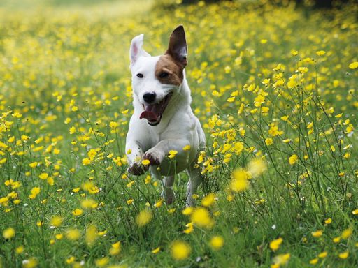 Vorschau Bild von dogweekend macht Spaß