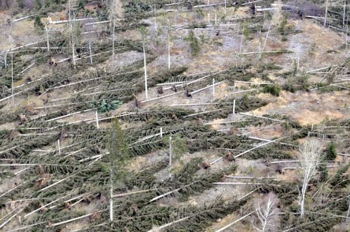 Vorschau Bild von PRÖLL zu Orkan Paula: Erste Schätzungen des Schadens belaufen sich auf 6,2 Millionen Erntefestmeter