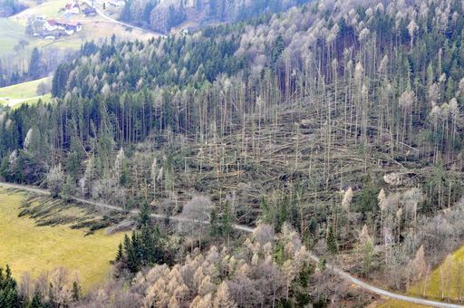 PRÖLL zu Orkan Paula: Erste Schätzungen des Schadens belaufen sich auf 6,2 Millionen Erntefestmeter