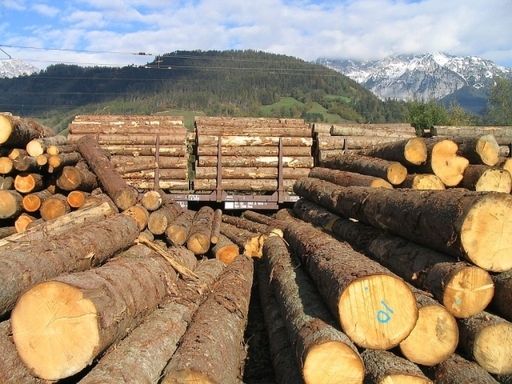 Vorschau Bild von Besonders in sensiblen Naturgebieten ist der Holztransport auf der Schiene eine mehr als sinnvolle Alternative.