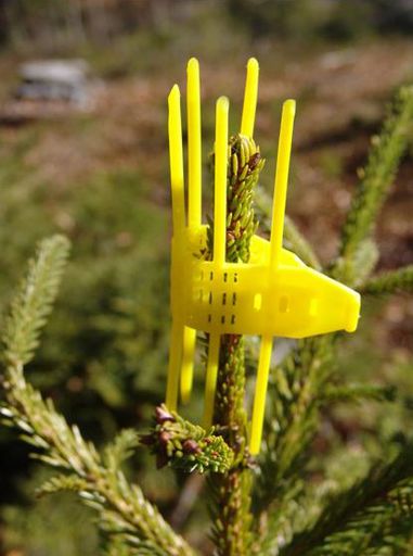  TS-Schutzmanschetten gegen Wildverbiss